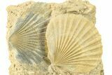 Two Fossil Pecten (Scallops) - Gironde, France #280558-1